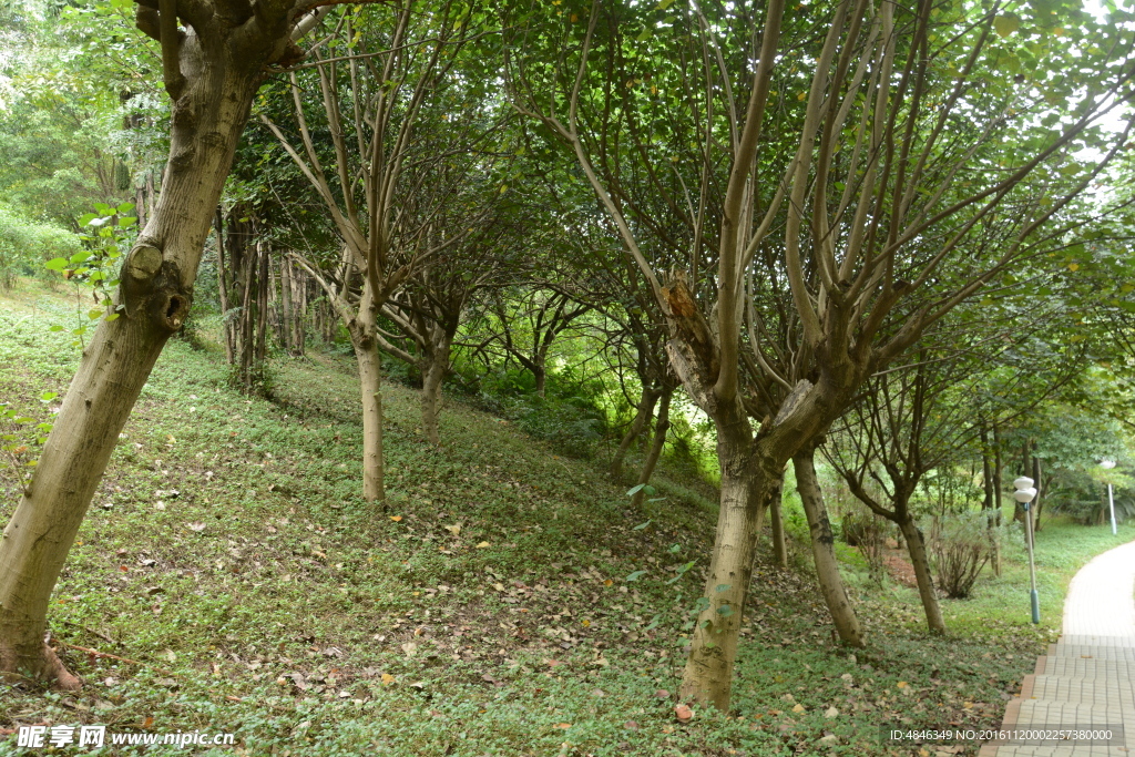 树林风景
