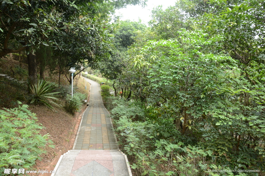 树林小路