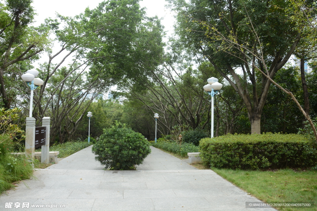 树林小路