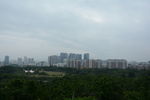 树林城市