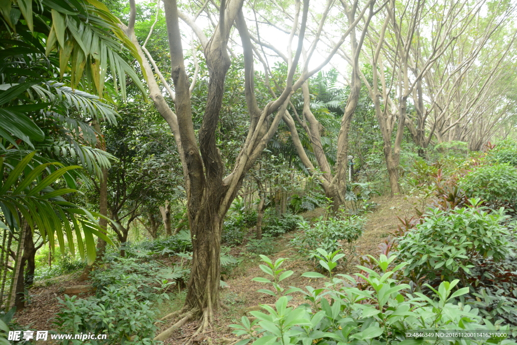 树林风景