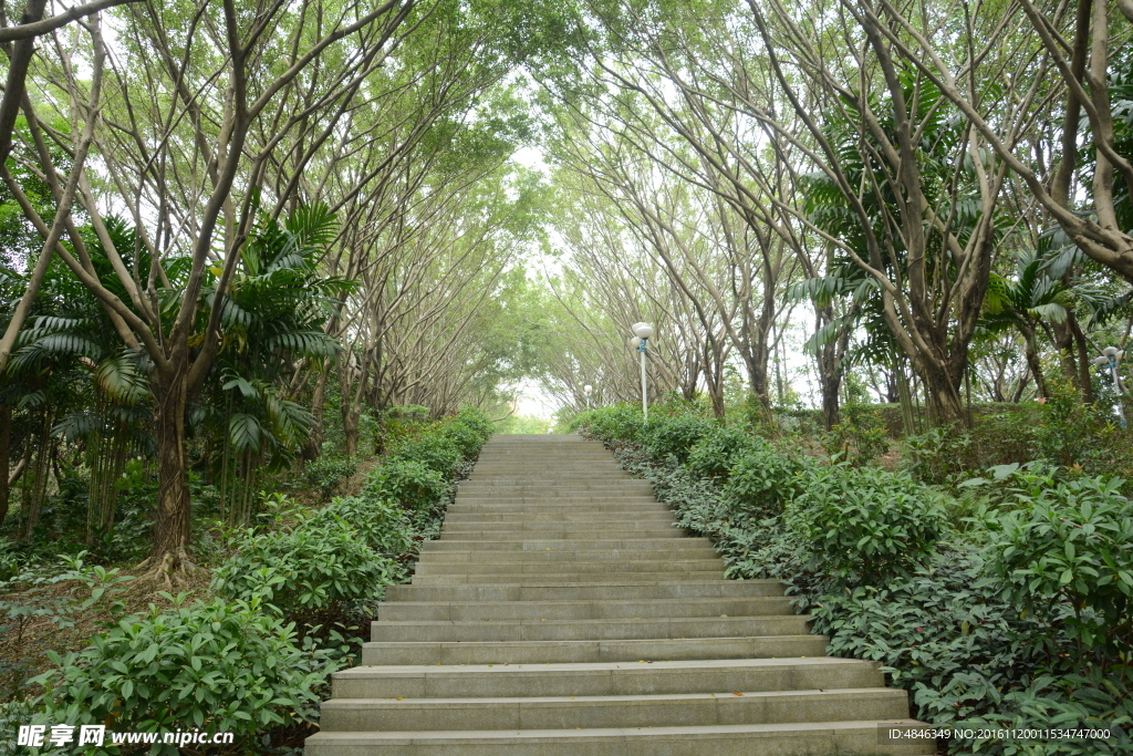 树林小路