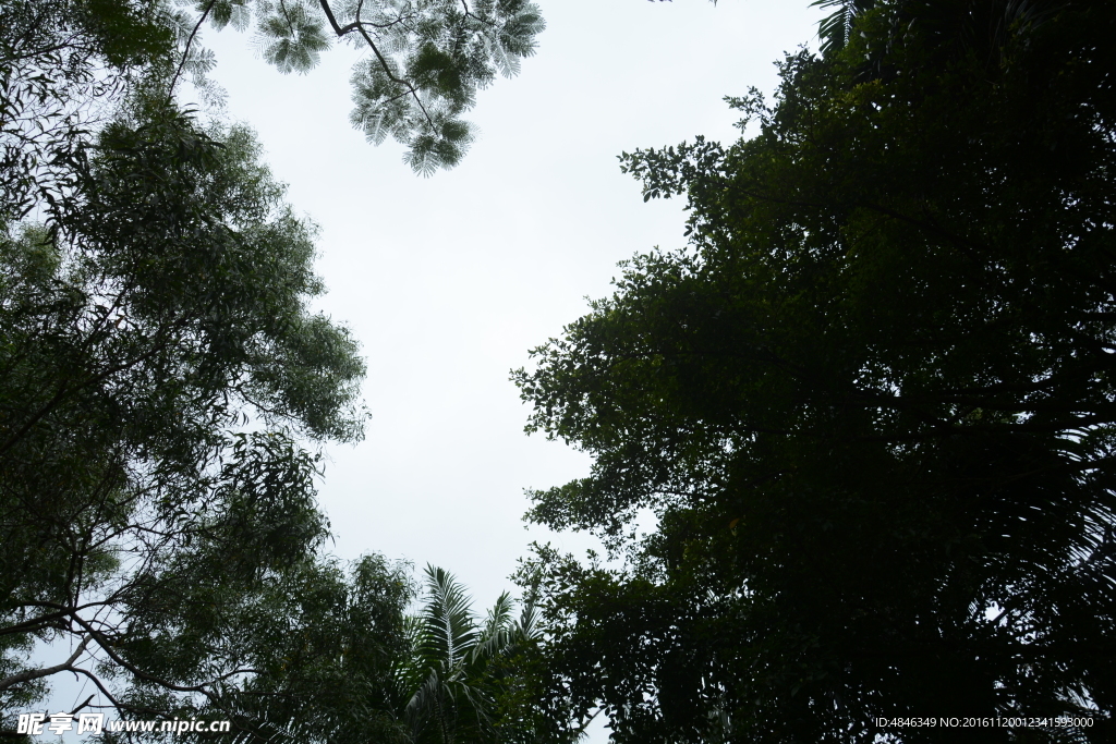 树林天空