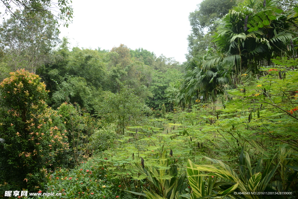 草地树林