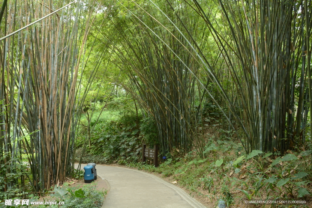 竹林小路