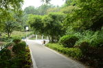 竹林小路