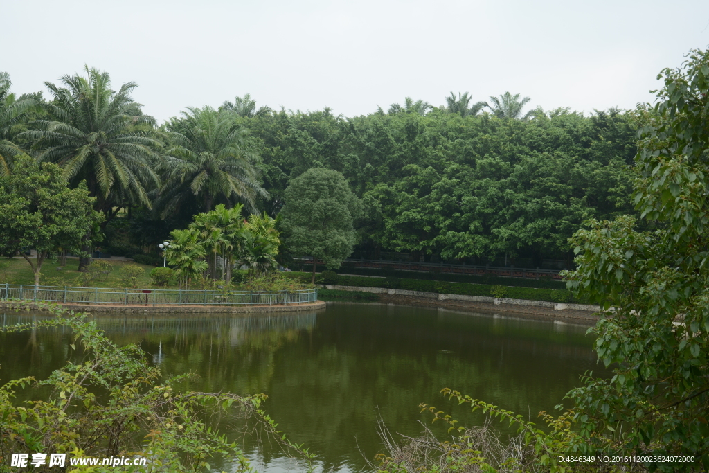 树林湖水