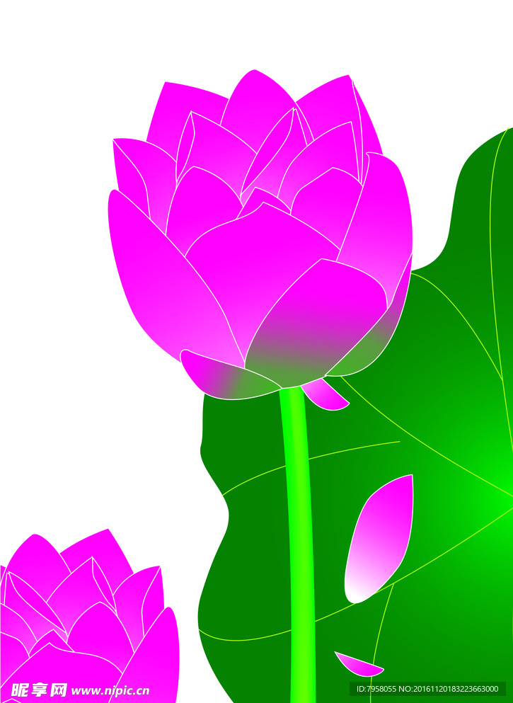 荷花