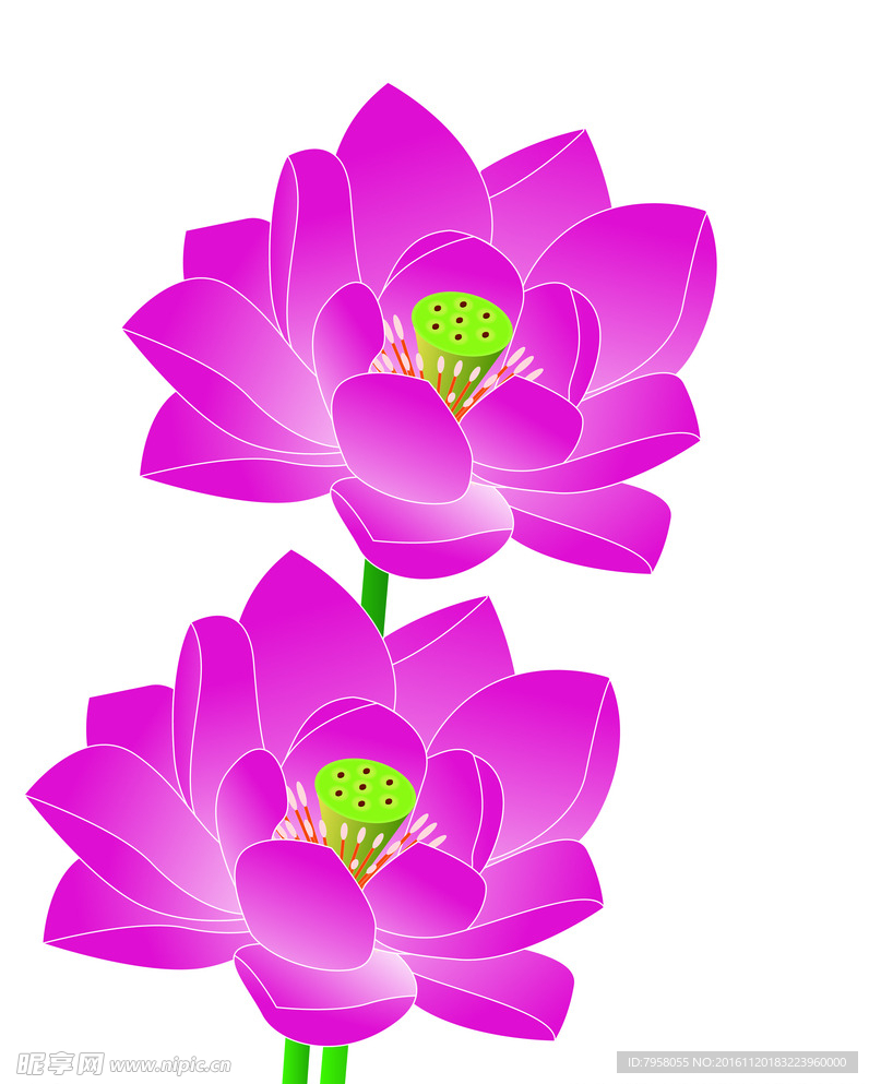 荷花