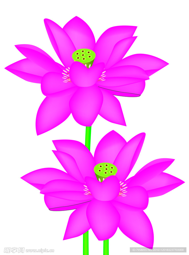 荷花