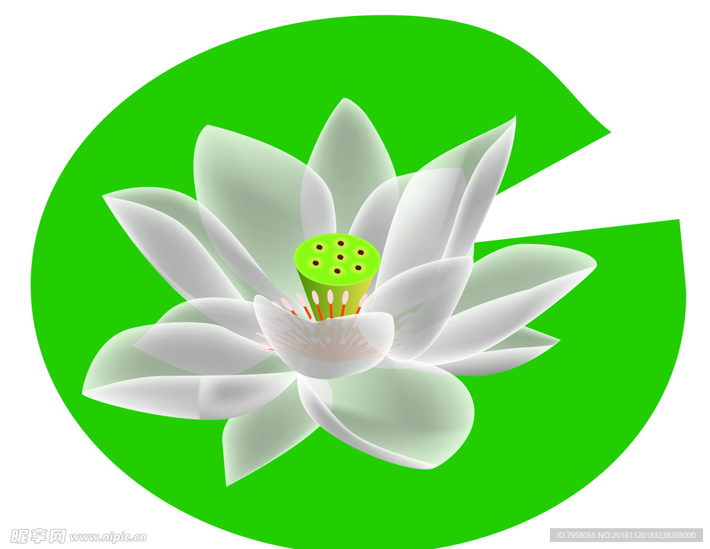 睡莲