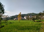 田园风光