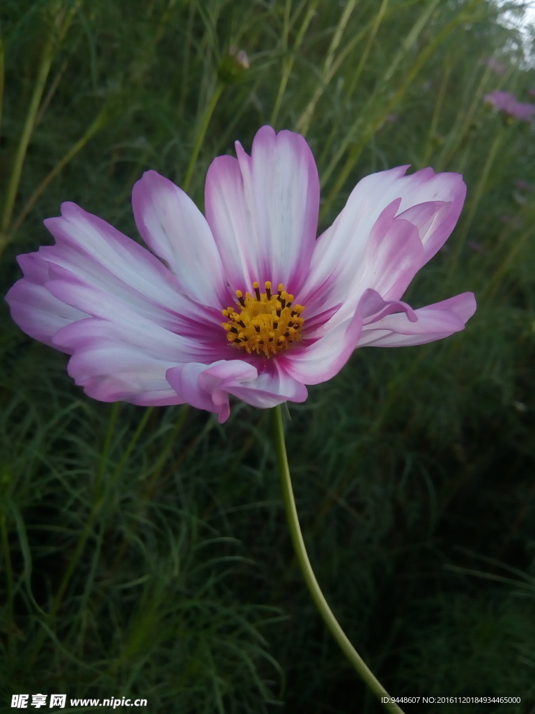 格桑花