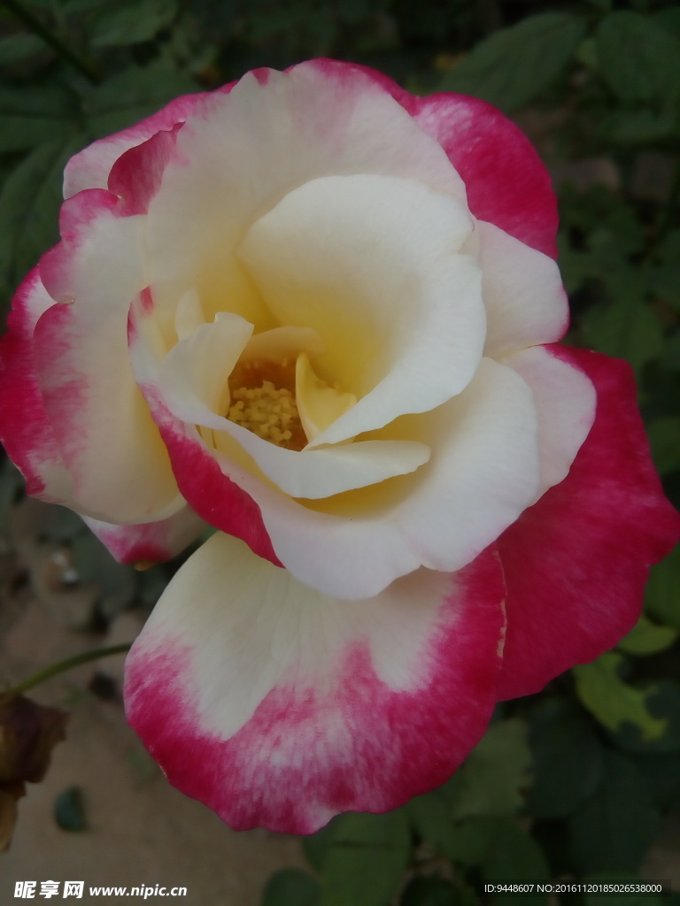月季花