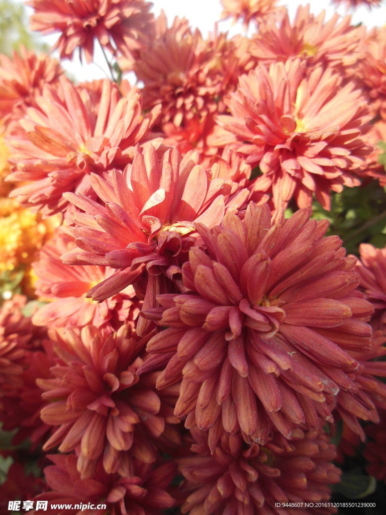 雏菊