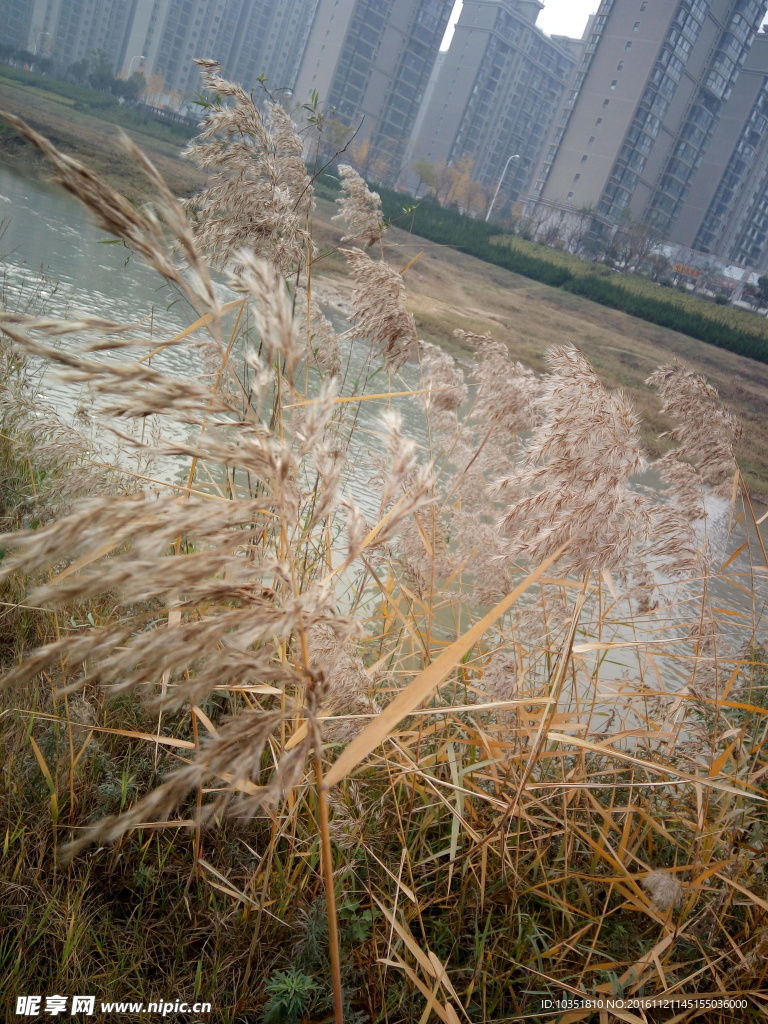 芦苇荡