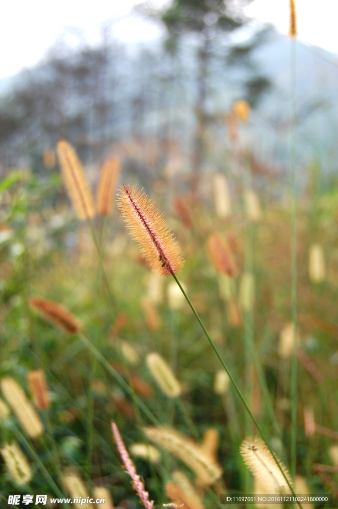 狗尾草