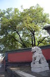 永祚寺石狮子