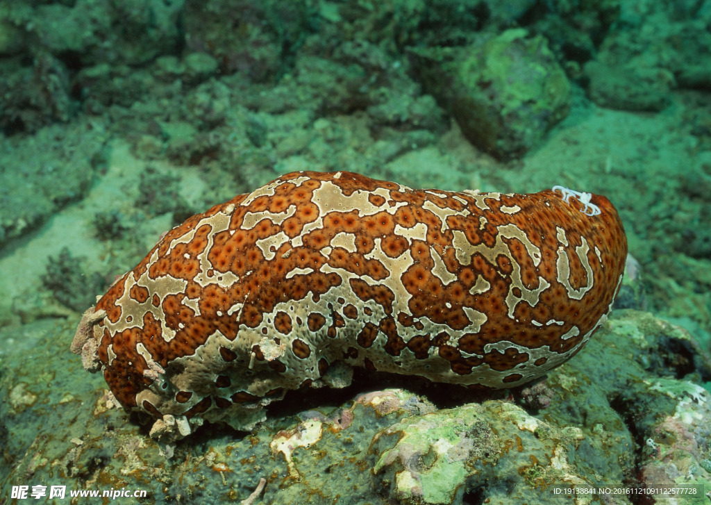 海洋生物 海底世界