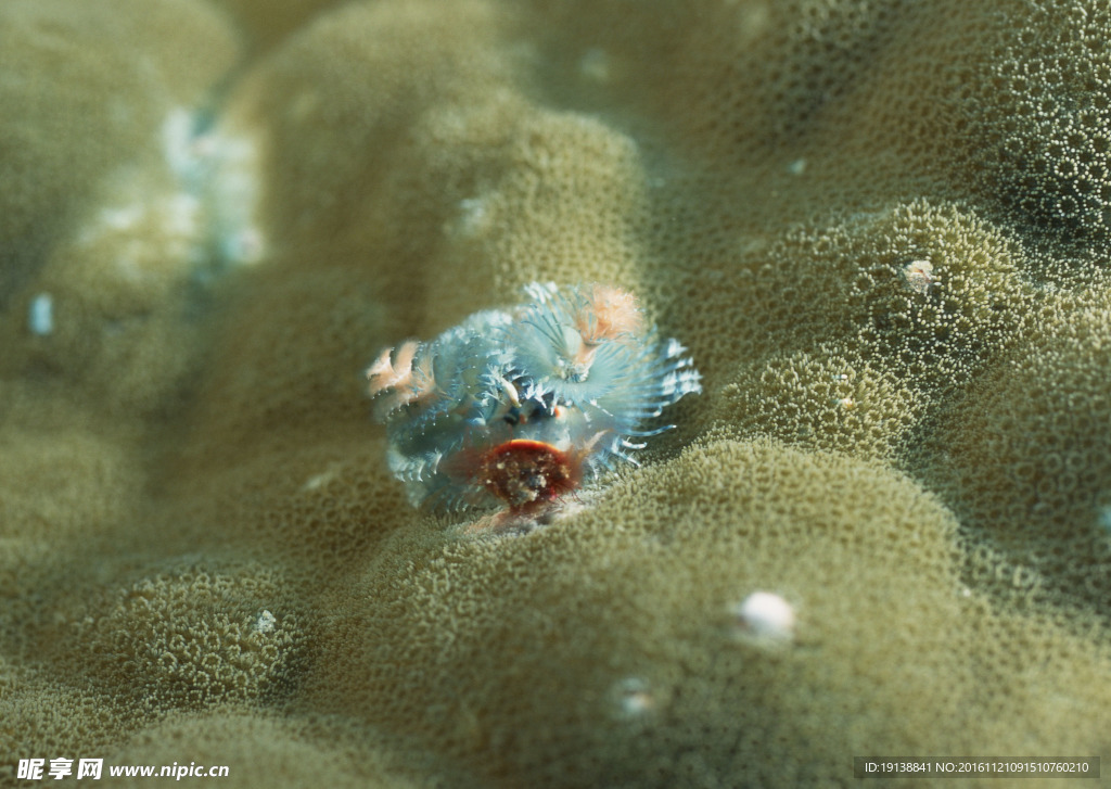 海底世界 海洋生物