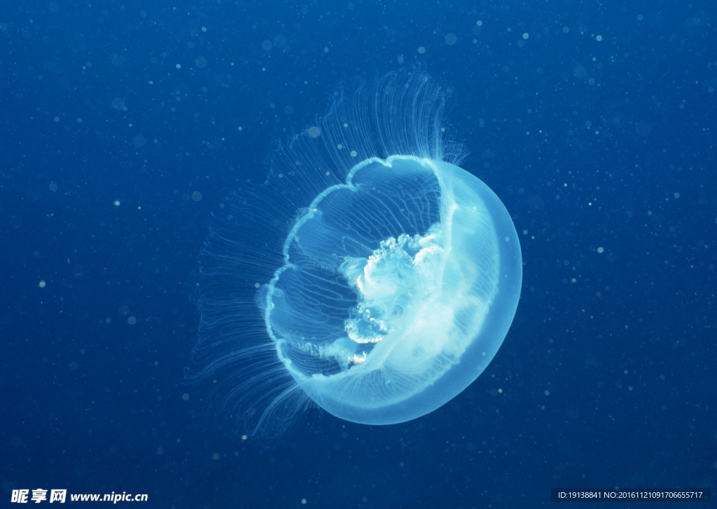 海洋生物 海底世界