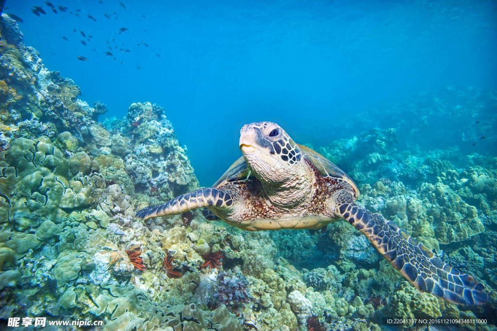 海龟