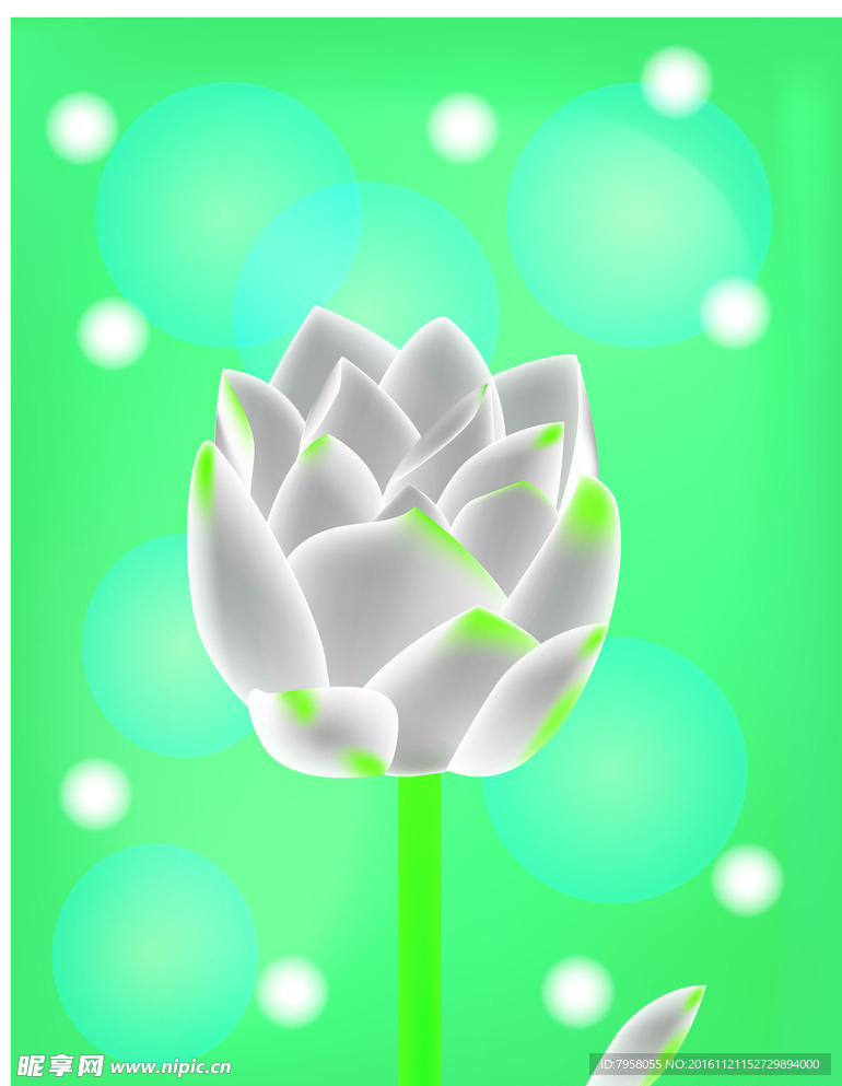 莲花