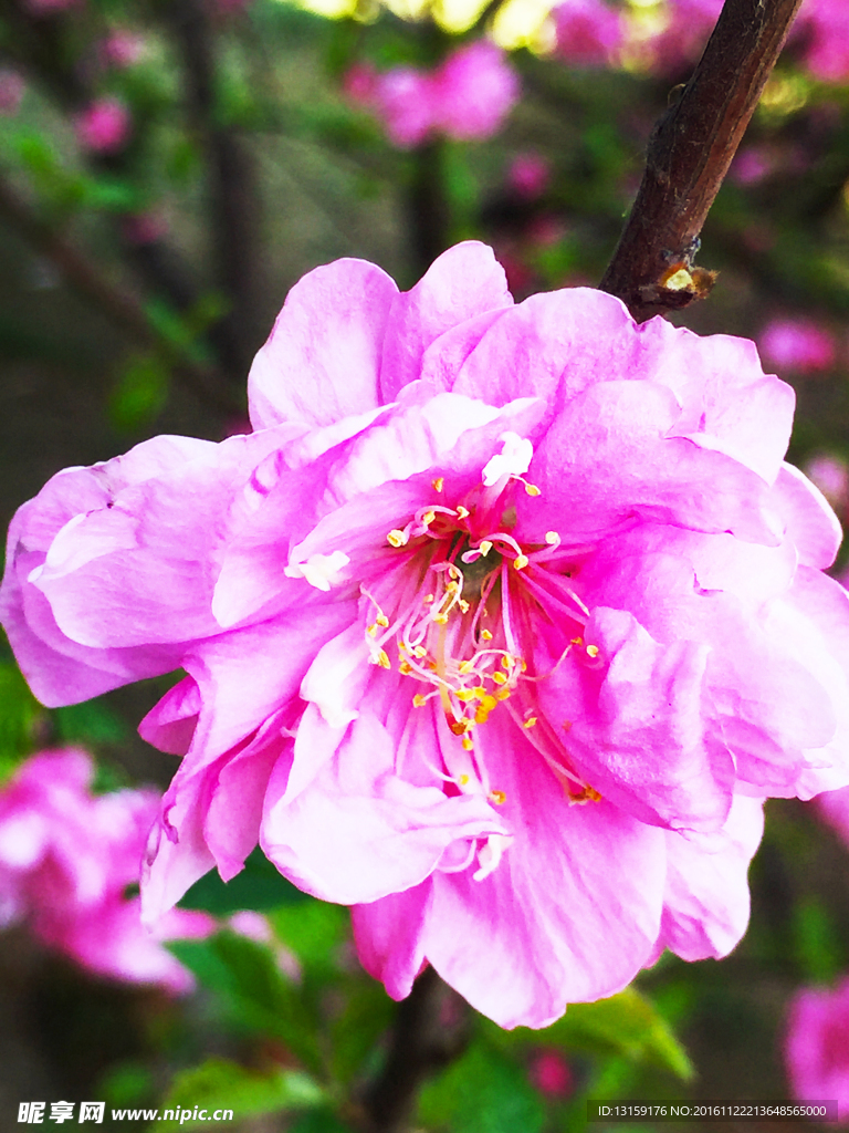 春季粉色的花朵