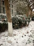 雪