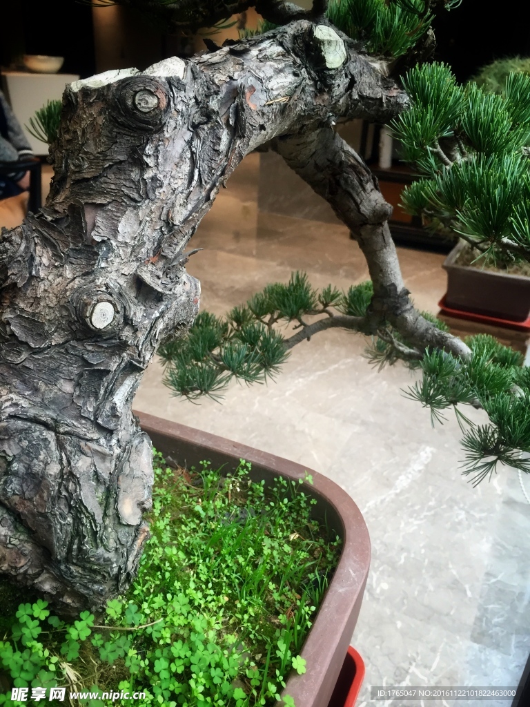 植物