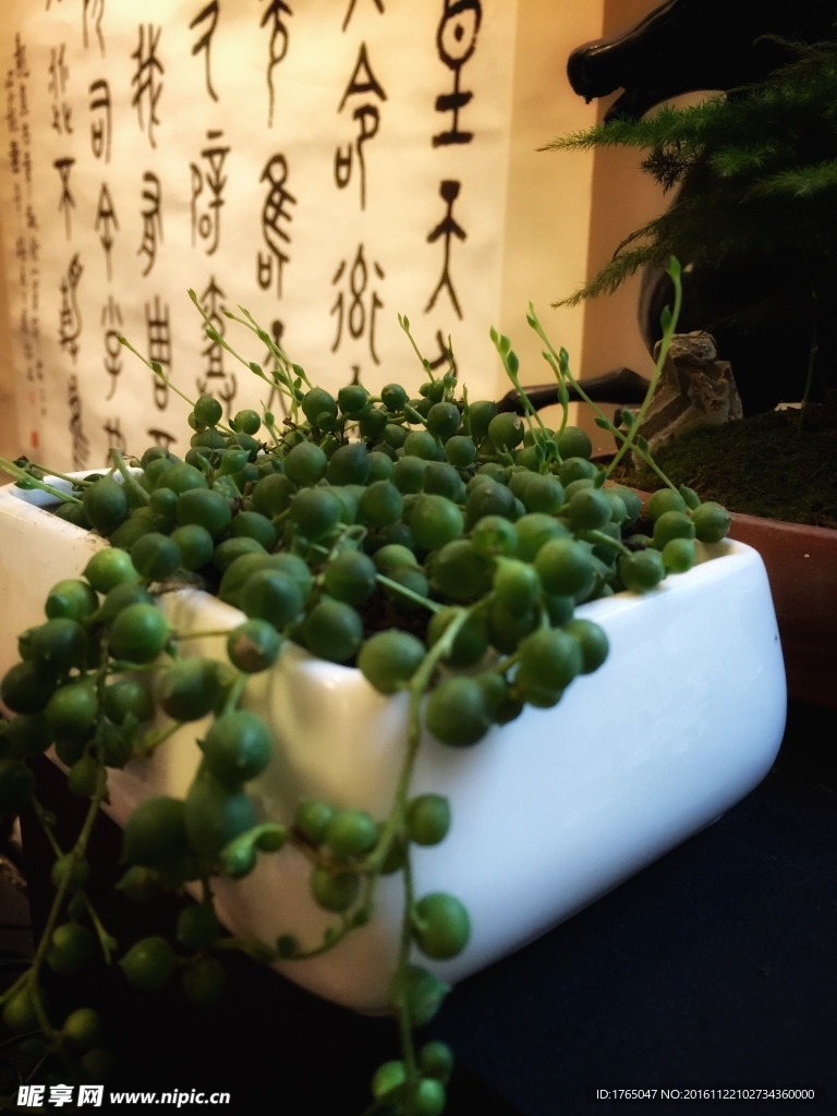 植物