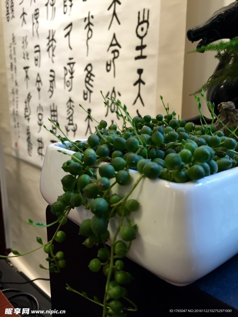 植物