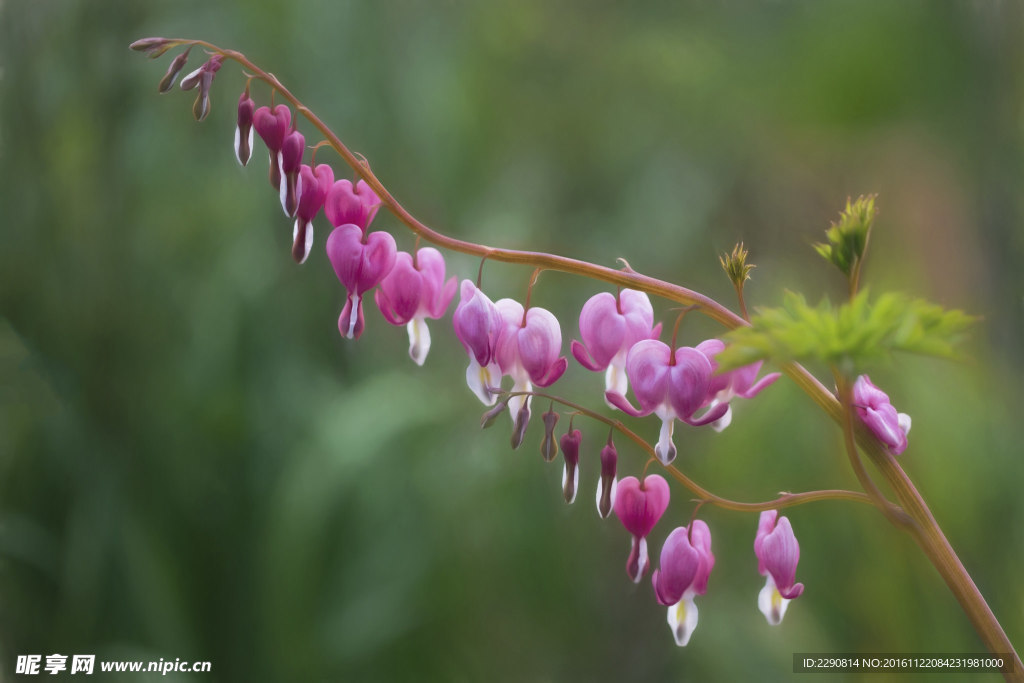 铃铛花