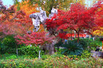 栖霞山红叶 栖霞古寺