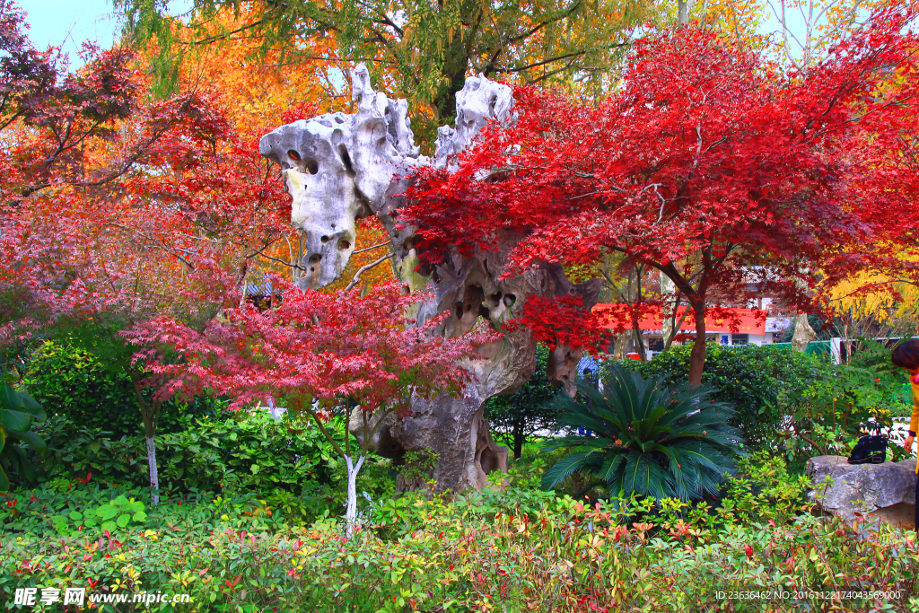 栖霞山红叶 栖霞古寺