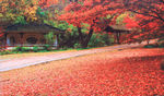 栖霞山红叶 栖霞古寺