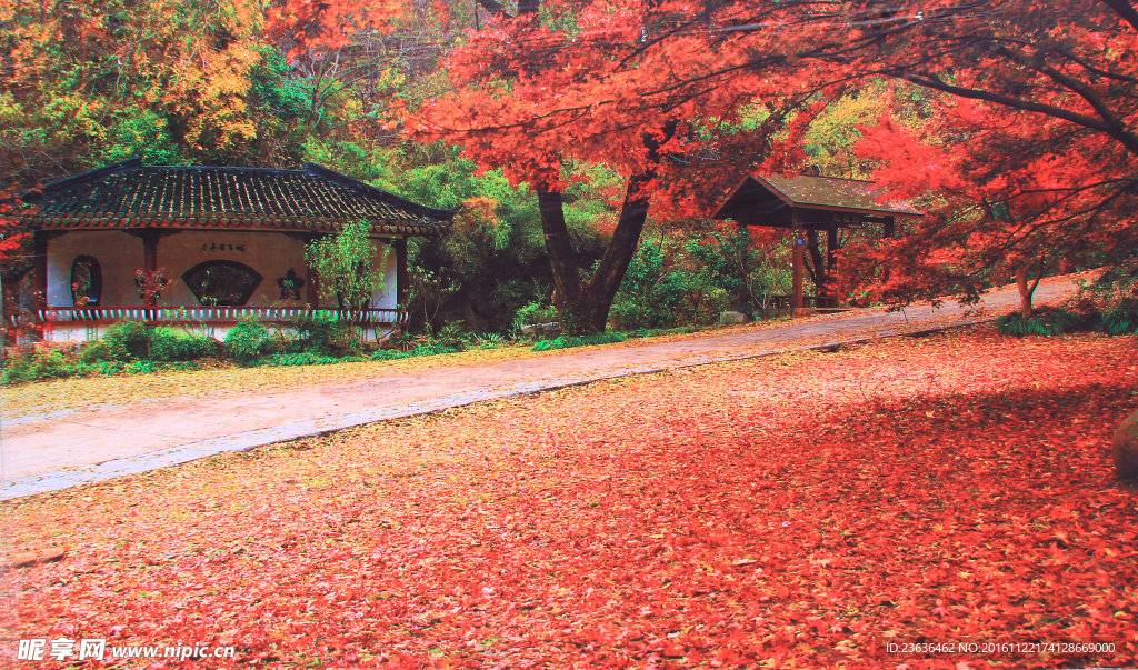 栖霞山红叶 栖霞古寺