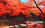 栖霞山红叶 栖霞古寺