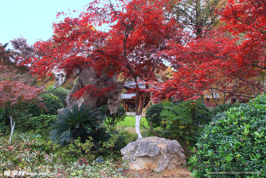 栖霞山红叶 栖霞古寺