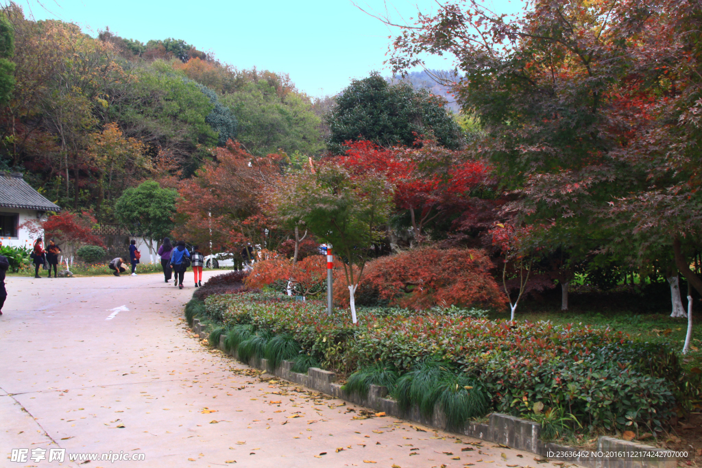 栖霞山红叶 栖霞古寺