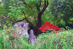 栖霞山红叶 栖霞古寺