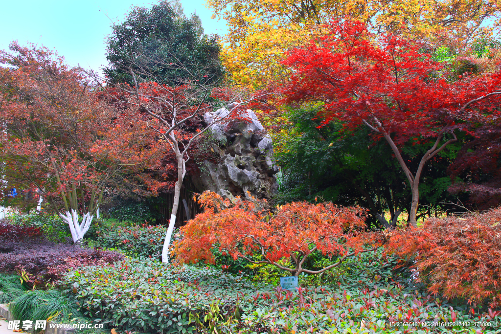 栖霞山红叶 栖霞古寺