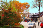 栖霞山红叶 栖霞古寺