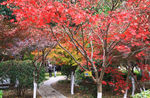 栖霞山红叶 栖霞古寺
