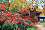 栖霞山红叶 栖霞古寺