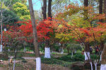 栖霞山红叶 栖霞古寺