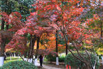 栖霞山红叶 栖霞古寺