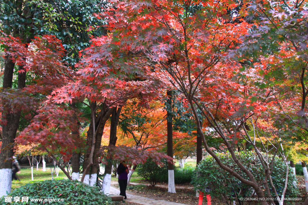 栖霞山红叶 栖霞古寺