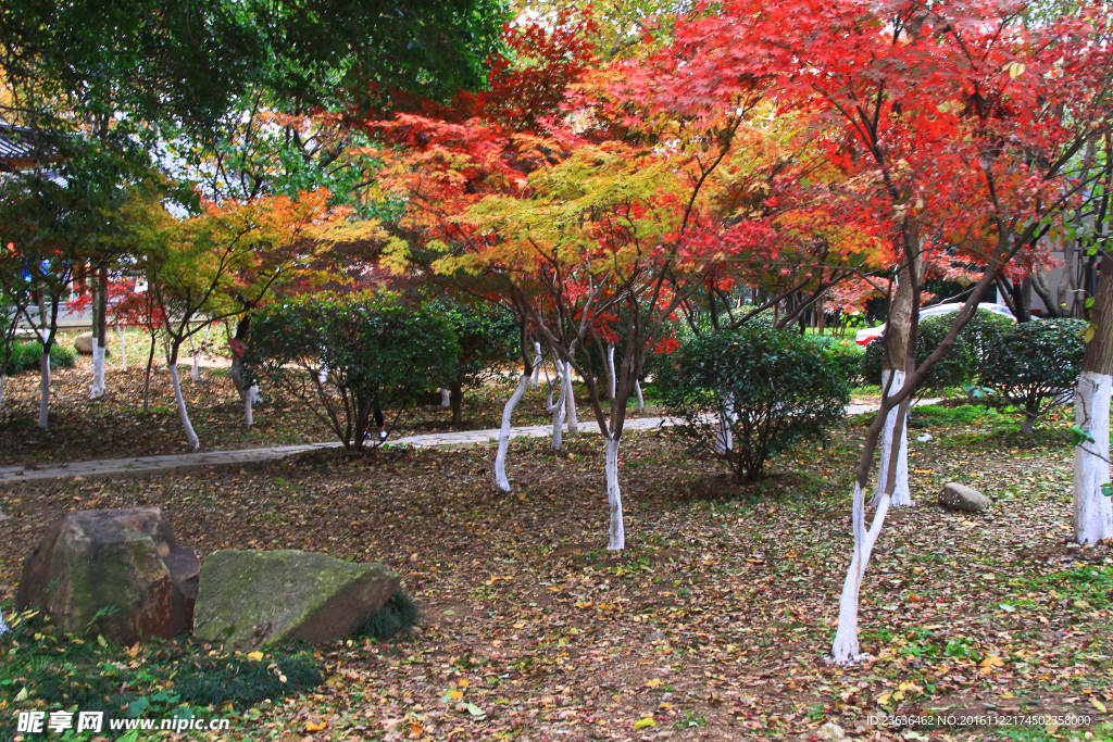 栖霞山红叶 栖霞古寺