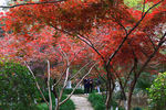 栖霞山红叶 栖霞古寺